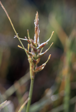 APII jpeg image of Uncinia compacta  © contact APII