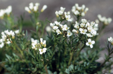 APII jpeg image of Cardamine lilacina  © contact APII
