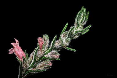 APII jpeg image of Chloanthes coccinea  © contact APII
