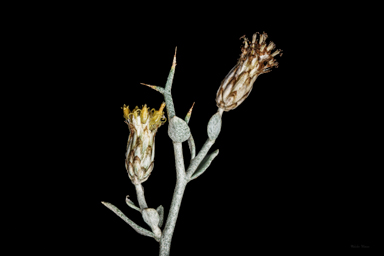 APII jpeg image of Acanthocladium dockeri  © contact APII
