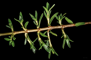 APII jpeg image of Coprosma nivalis  © contact APII