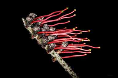 APII jpeg image of Grevillea beadleana  © contact APII