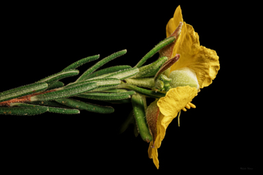 APII jpeg image of Hibbertia horricomis  © contact APII