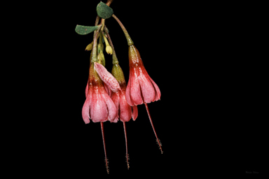 APII jpeg image of Homoranthus thomasii  © contact APII