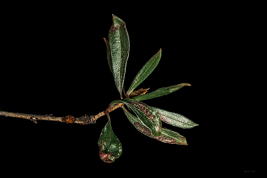 APII jpeg image of Leptospermum turbinatum  © contact APII