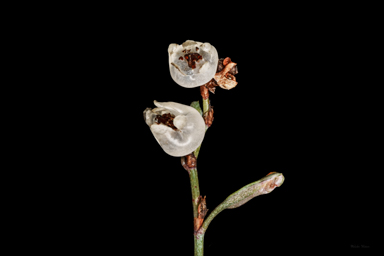 APII jpeg image of Muehlenbeckia tuggeranong  © contact APII