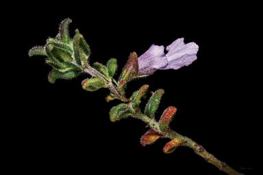 APII jpeg image of Prostanthera marifolia  © contact APII