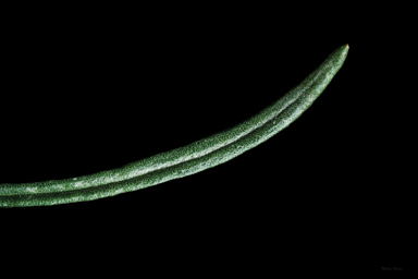APII jpeg image of Rutidosis leptorhynchoides  © contact APII