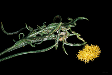 APII jpeg image of Rutidosis leptorhynchoides  © contact APII