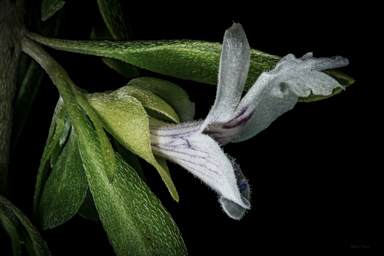 APII jpeg image of Prostanthera clotteniana  © contact APII