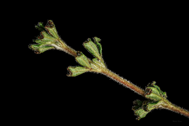 APII jpeg image of Zieria obcordata subsp. wuuluman  © contact APII