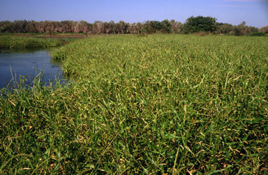 APII jpeg image of Hymenachne amplexicaulis  © contact APII